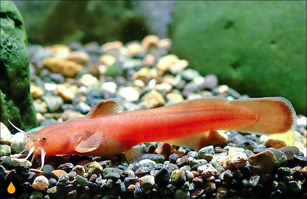 Liobagrus andersoni