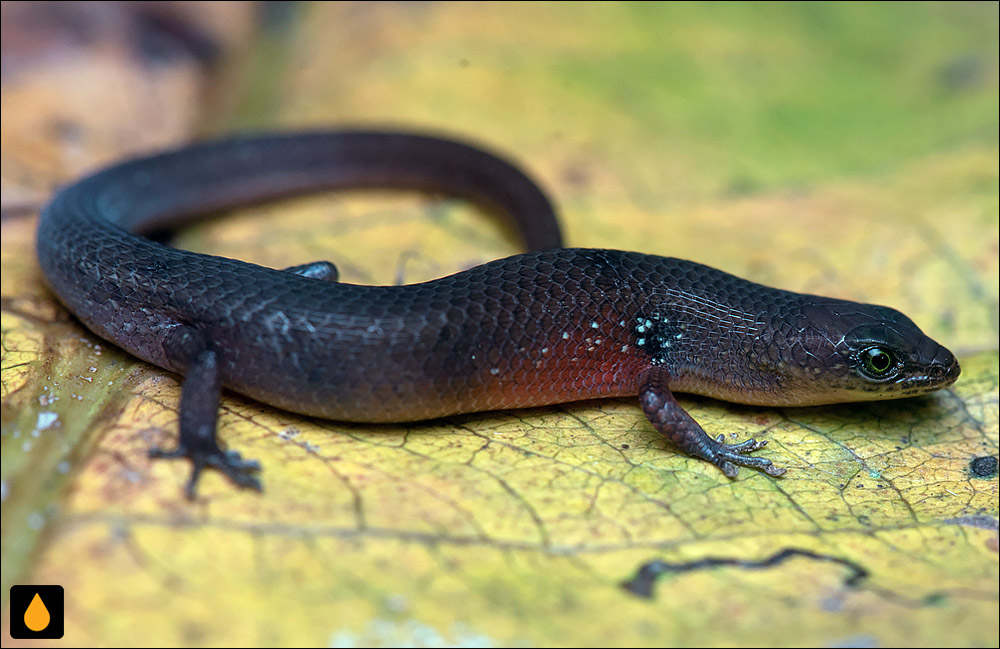 ریستلای رورک