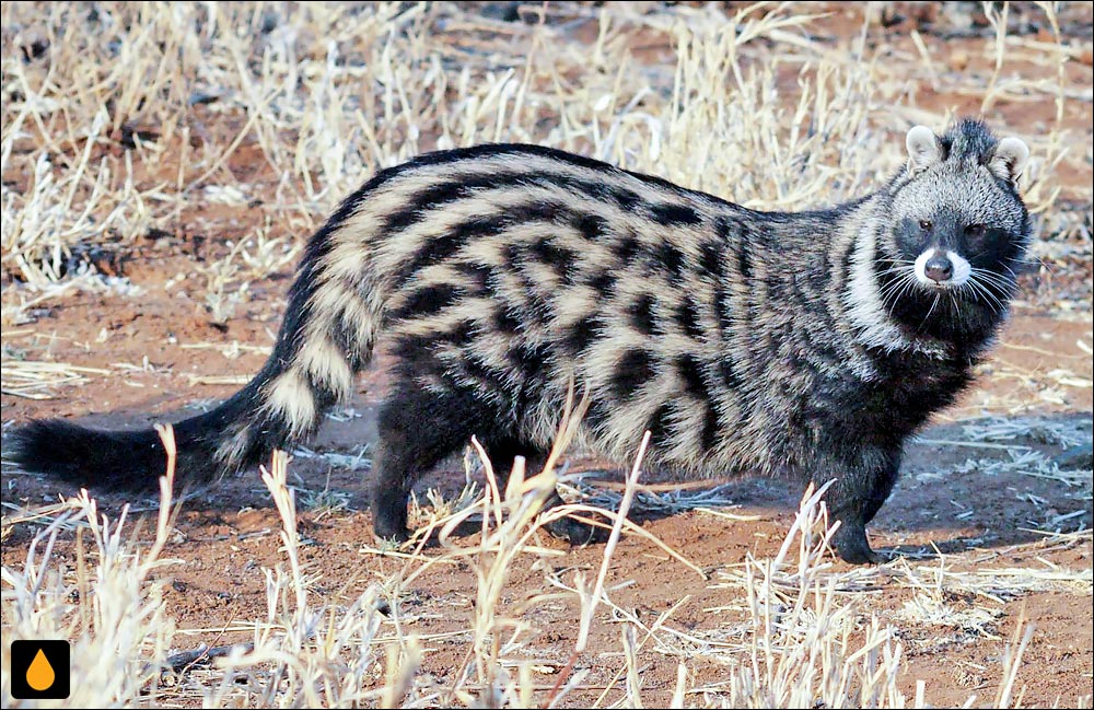 زباد آفریقایی (پستانداری از خانواده‌ی گربه‌زبادان)