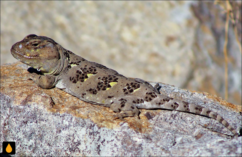 ایگوآنای بیبرون (مارمولک پاتاگونیای سرهموار)