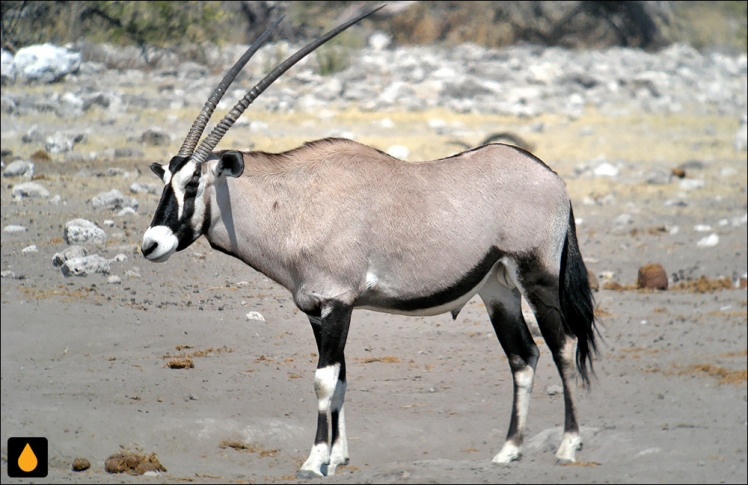 تیزشاخ کالاهاری (پستانداری از خانواده‌ی گاوان)