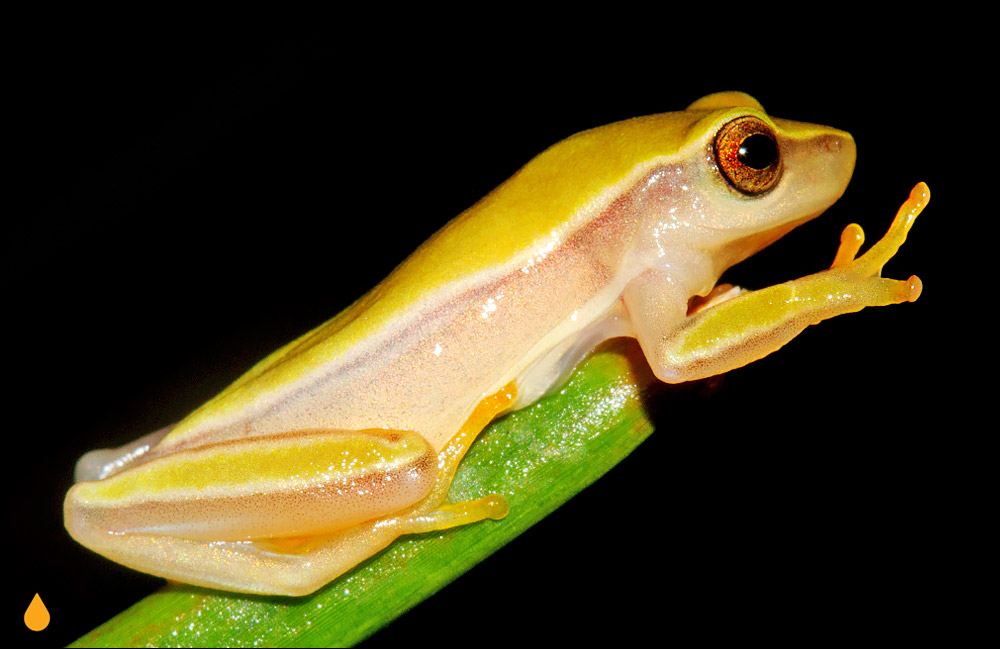 Dendropsophus jimi