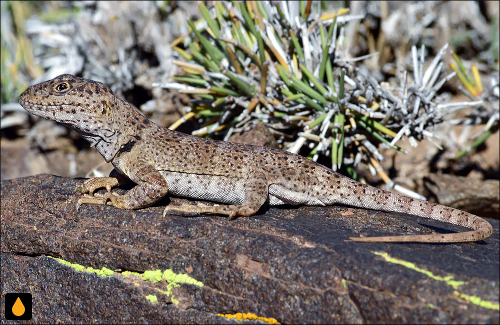 آنول بورمایستر