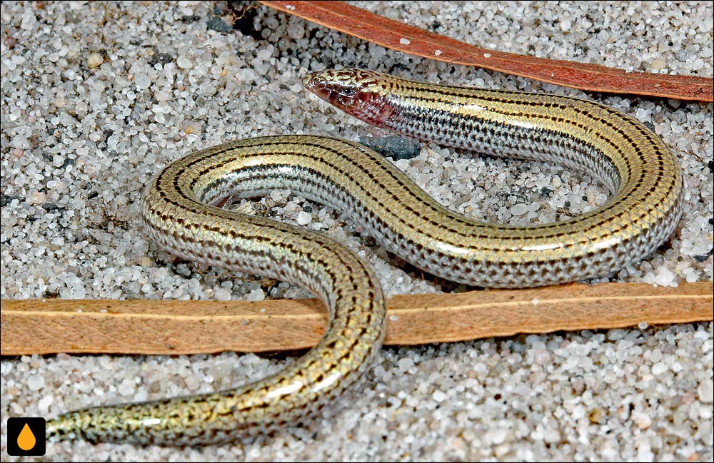 لغزنده‌ی خط‌ریز تنومند کوچک