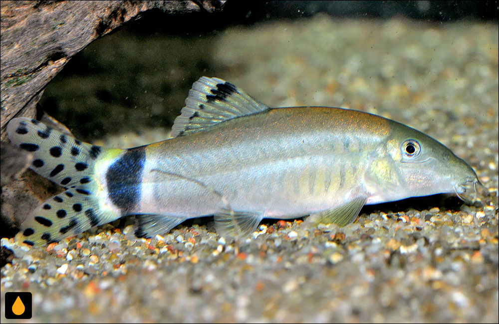 Yasuhikotakia splendida