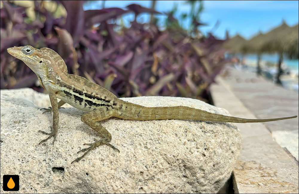 آنول راه‌راه (آنول راه‌راه کوراسائو)