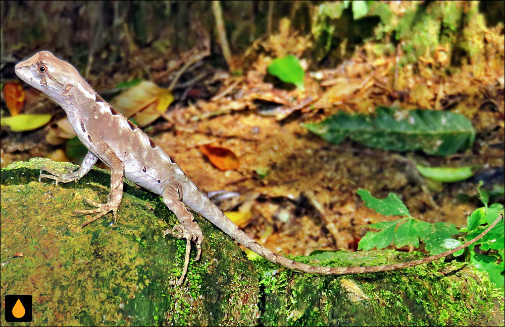 آنول فربه‌سر برزیلی