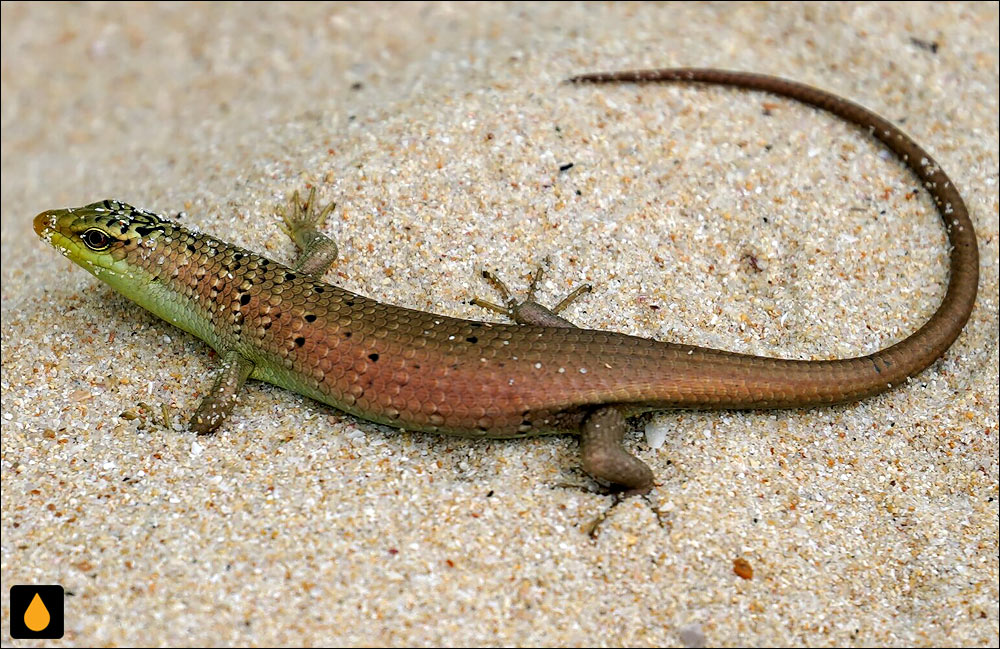 سقنقور درختی زیتونی (داسیای زیتونی)