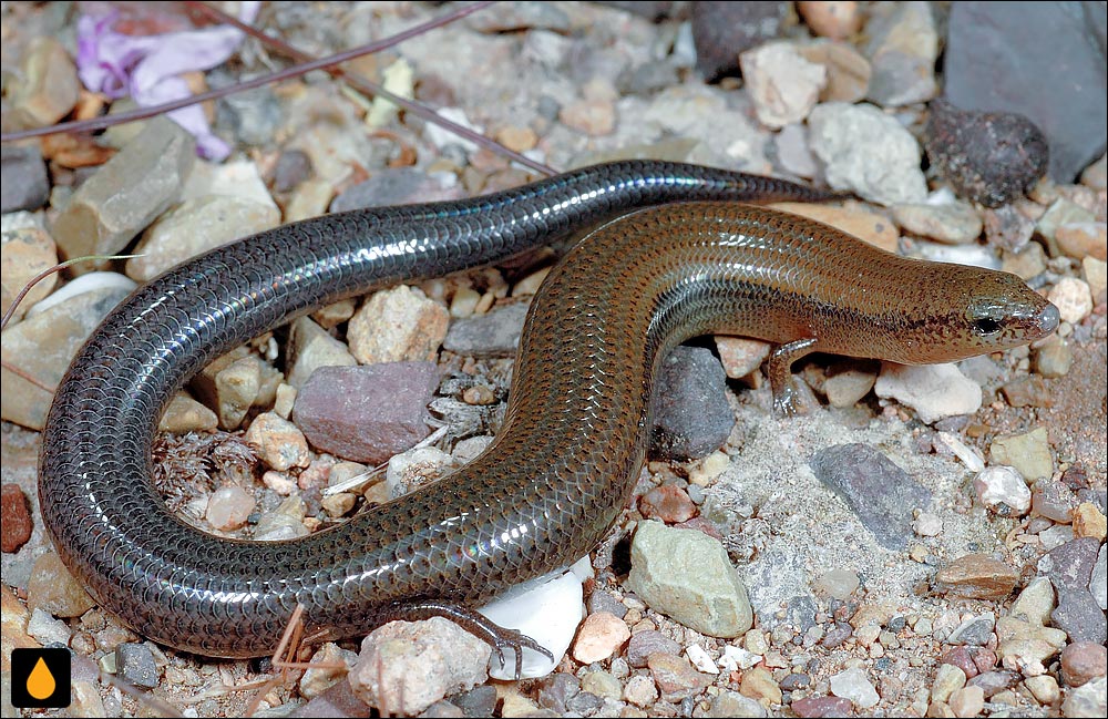 سقنقور سقطرا