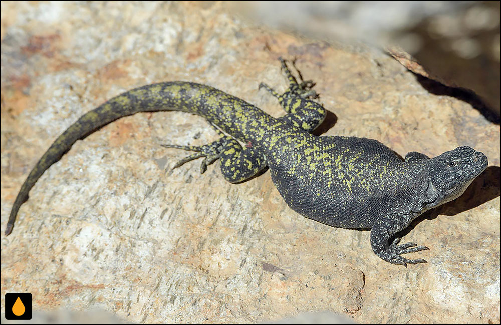 Liolaemus flavipiceus