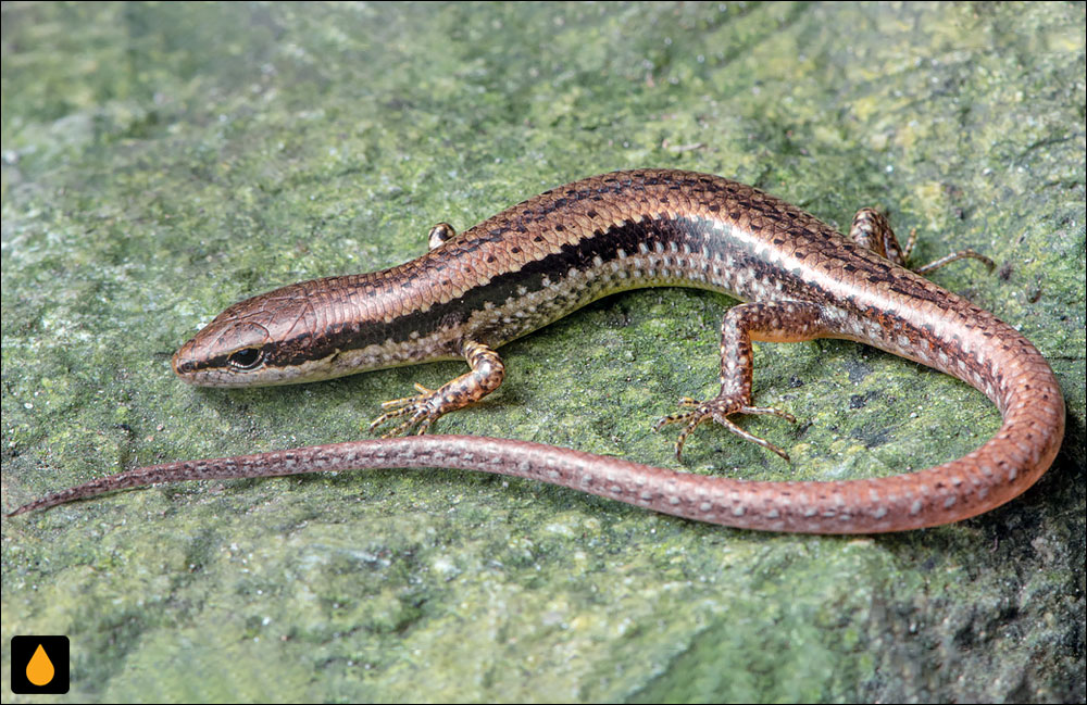 سقنقور زمینی سیکیم