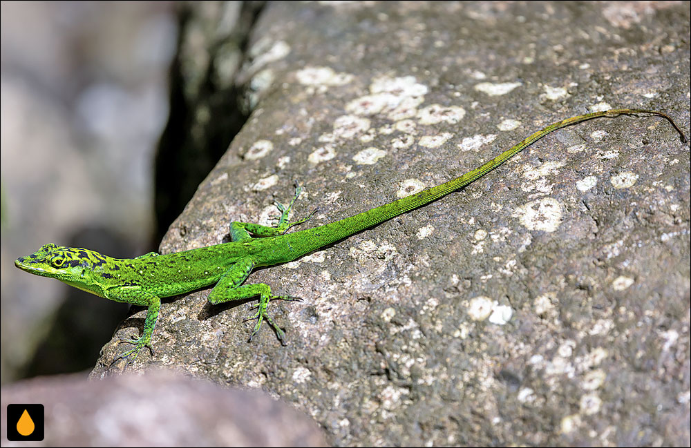 آنول مارتینیک