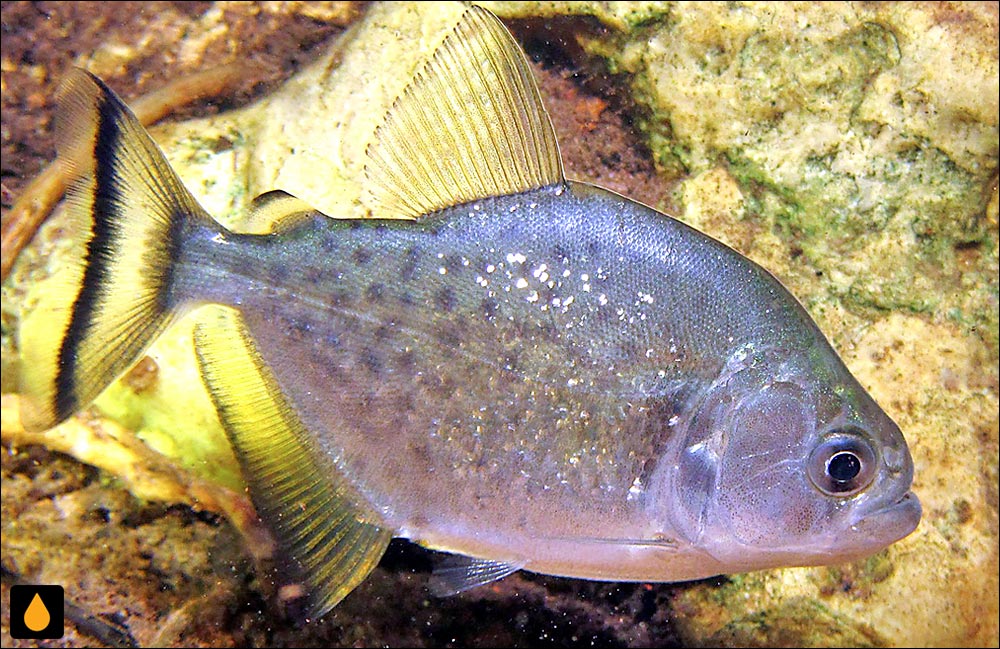 Serrasalmus maculatus