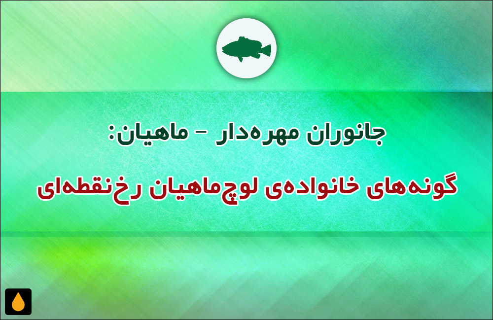 جانوران مهره‌دار - ماهیان: گونه‌های خانواده‌ی لوچ‌ماهیان رخ‌نقطه‌ای
