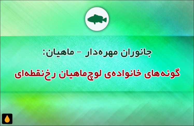 جانوران مهره‌دار - ماهیان: گونه‌های خانواده‌ی لوچ‌ماهیان رخ‌نقطه‌ای