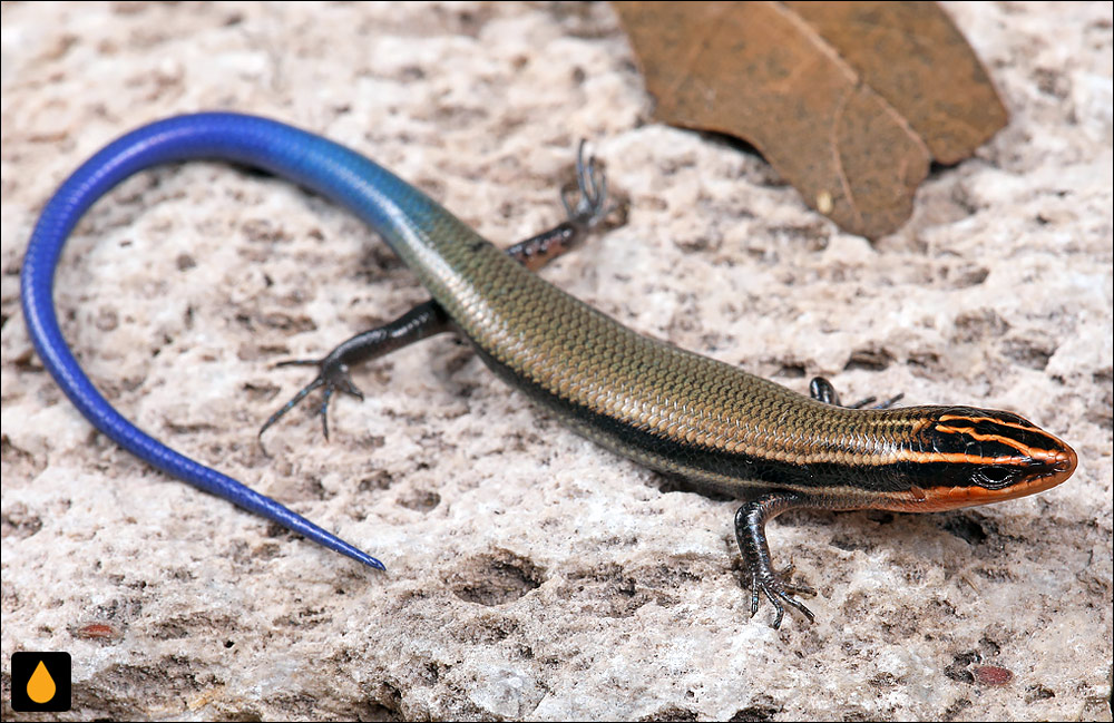 سقنقور کوهستانی