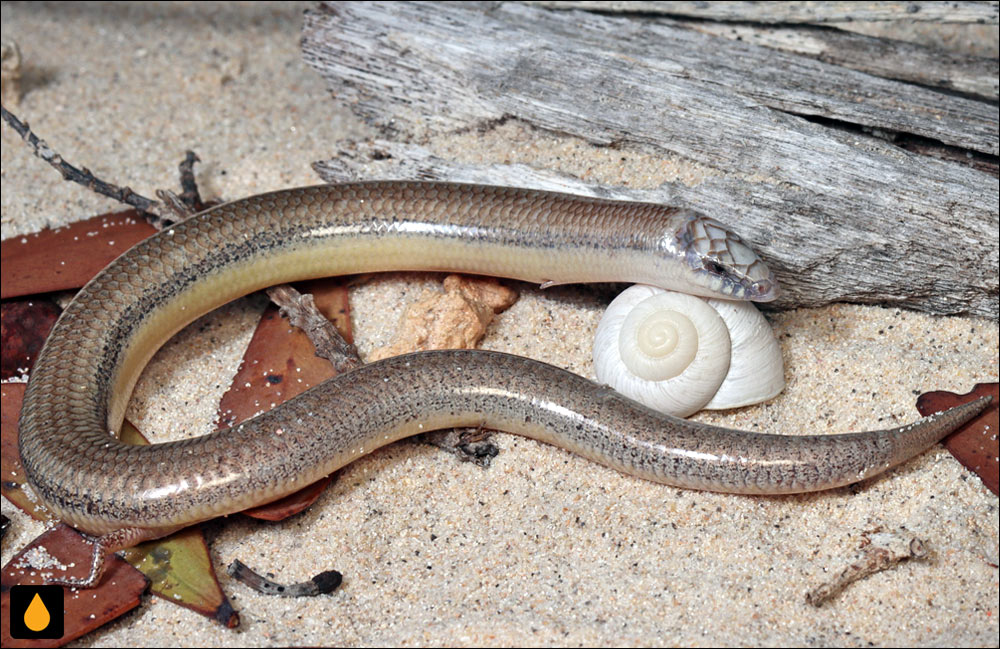 لغزنده‌ی باین