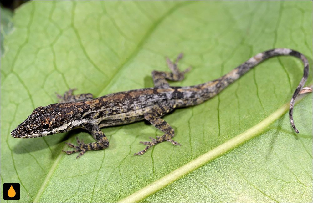 آنول ترکهای کوبایی