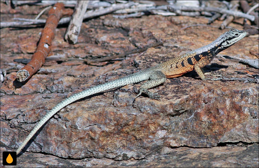 تیزپای ماداگاسکاری نشان‌دار