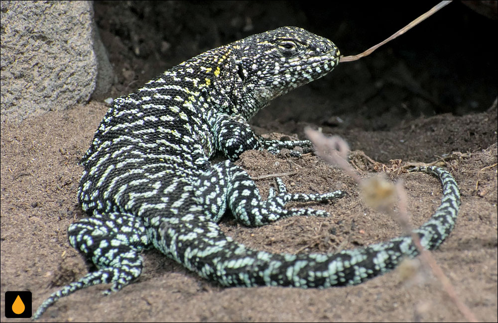 مارمولک هموارگلوی رشتهکوه باگوال