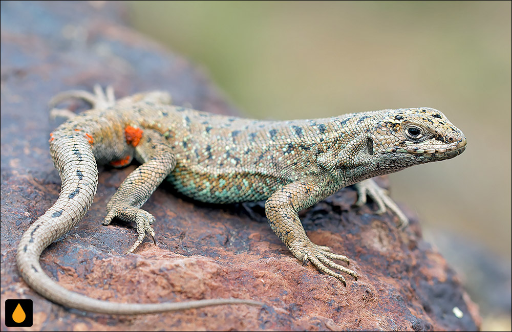 ایگوآنای درختی آبی