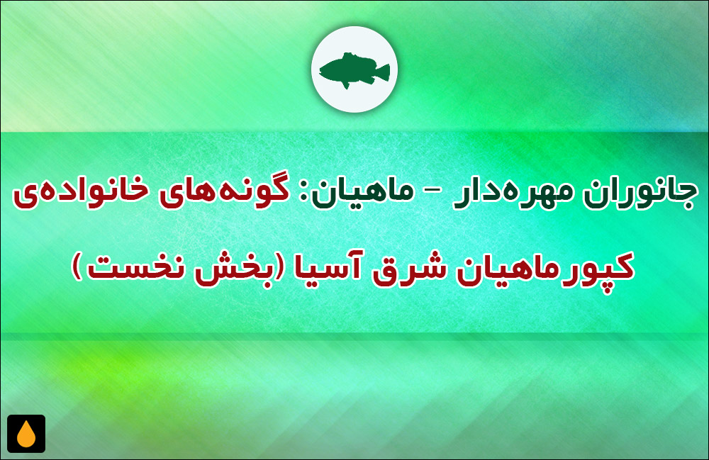 جانوران مهره‌دار - ماهیان: گونه‌های خانواده‌ی کپورماهیان شرق آسیا (بخش نخست)