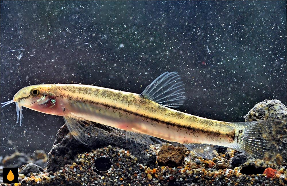 Lepidocephalichthys hasselti