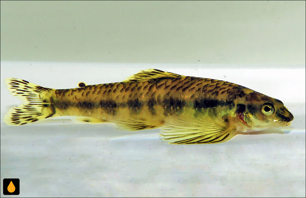 Characidium alipioi