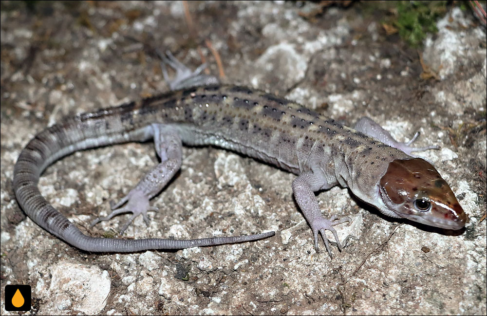 مارمولک شب گرمسیری غاری