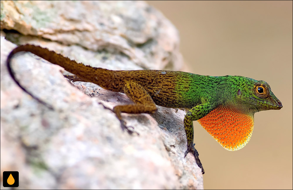 آنول پوست درختی