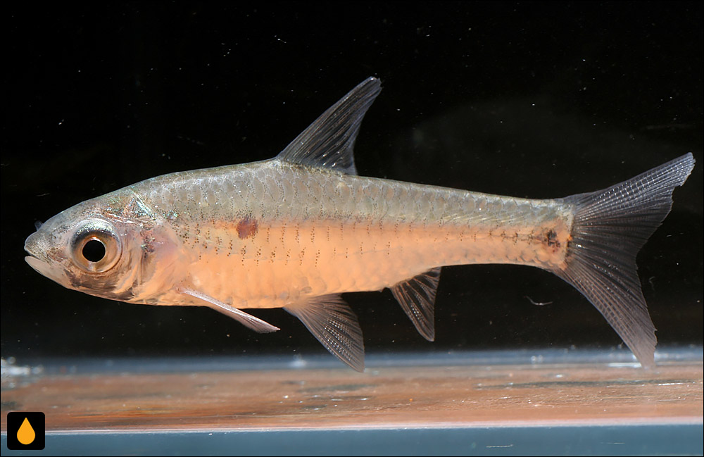 Enteromius humilis