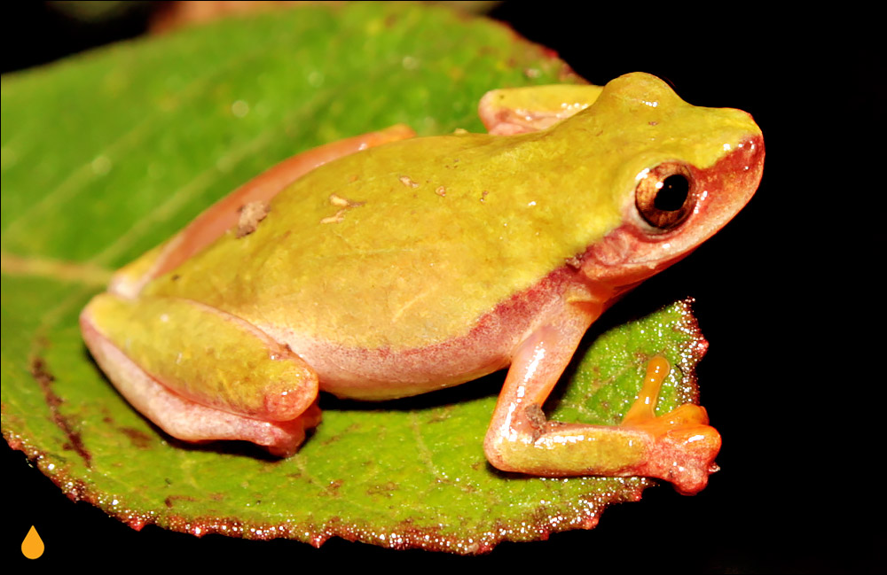 Dendropsophus elianeae