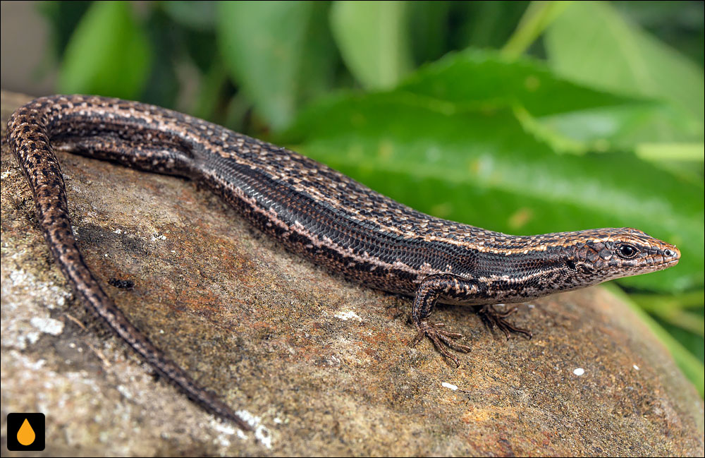 سقنقورسرد چابک (سقنقور درختی تاسمانی)