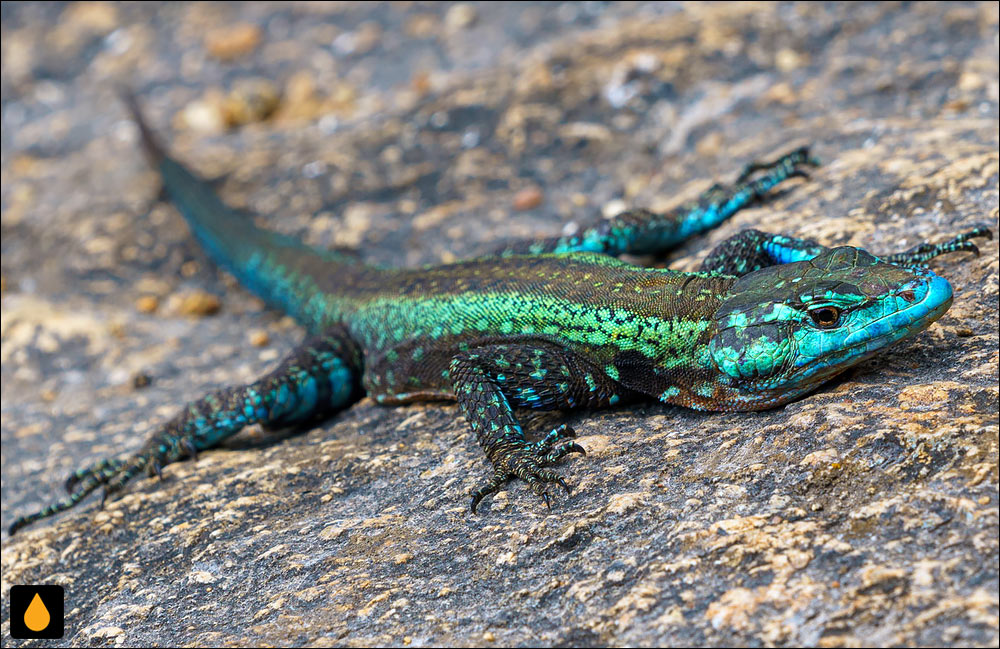 مارمولک تخت میچل