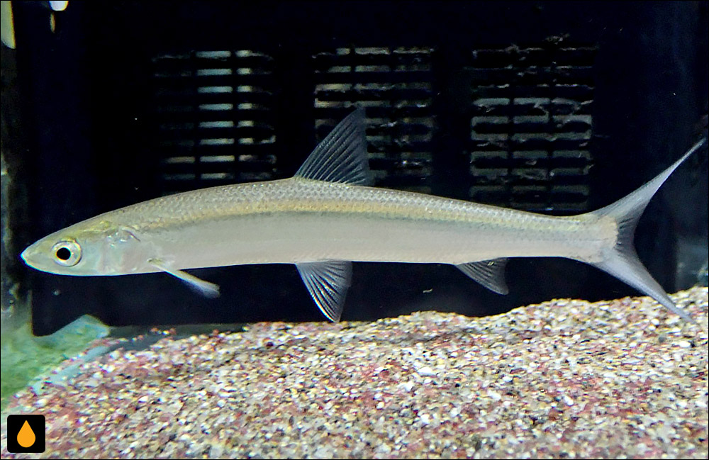 Ochetobius elongatus