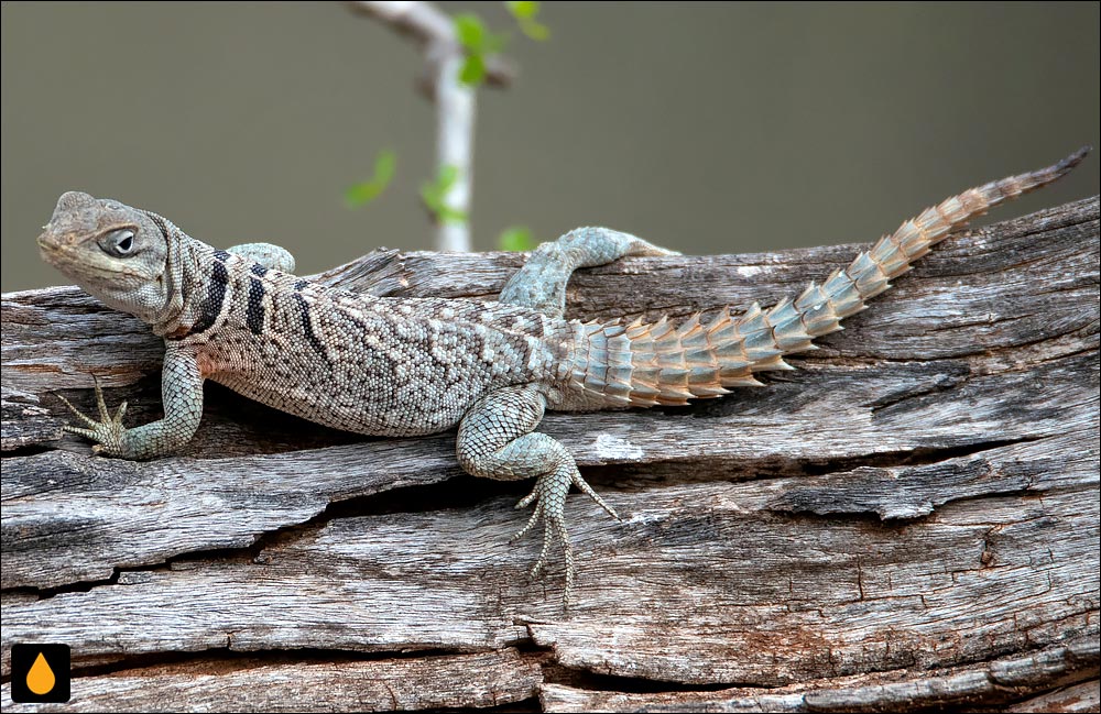 تیزپای ماداگاسکاری مرم