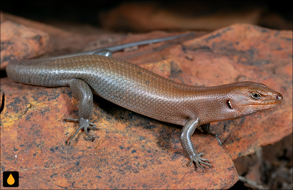 سقنقور صخره‌ای کوهستان فلیندرز