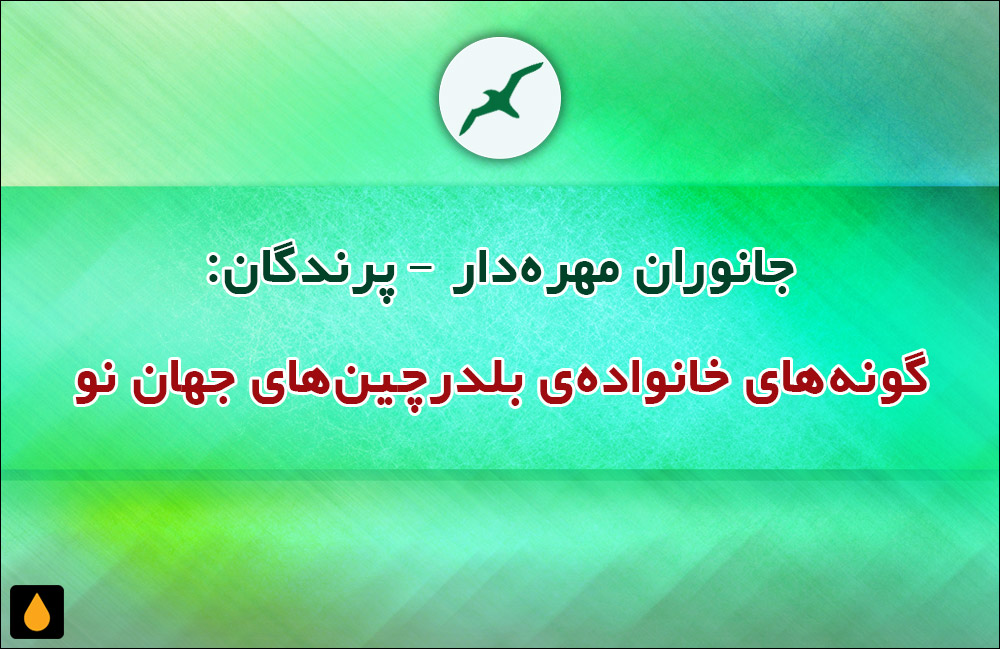 جانوران مهره‌دار - پرندگان: گونه‌های خانواده‌ی بلدرچین‌های جهان نو