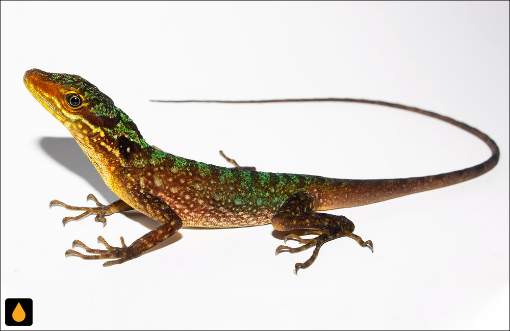 آنول لکهدار