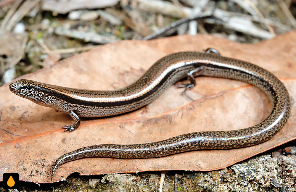 سقنقور خاک‌پوش باریک