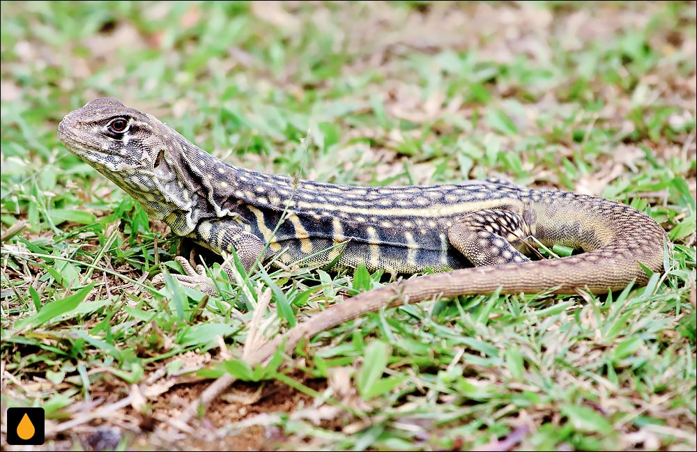 مارمولک پروانه‌ای تای