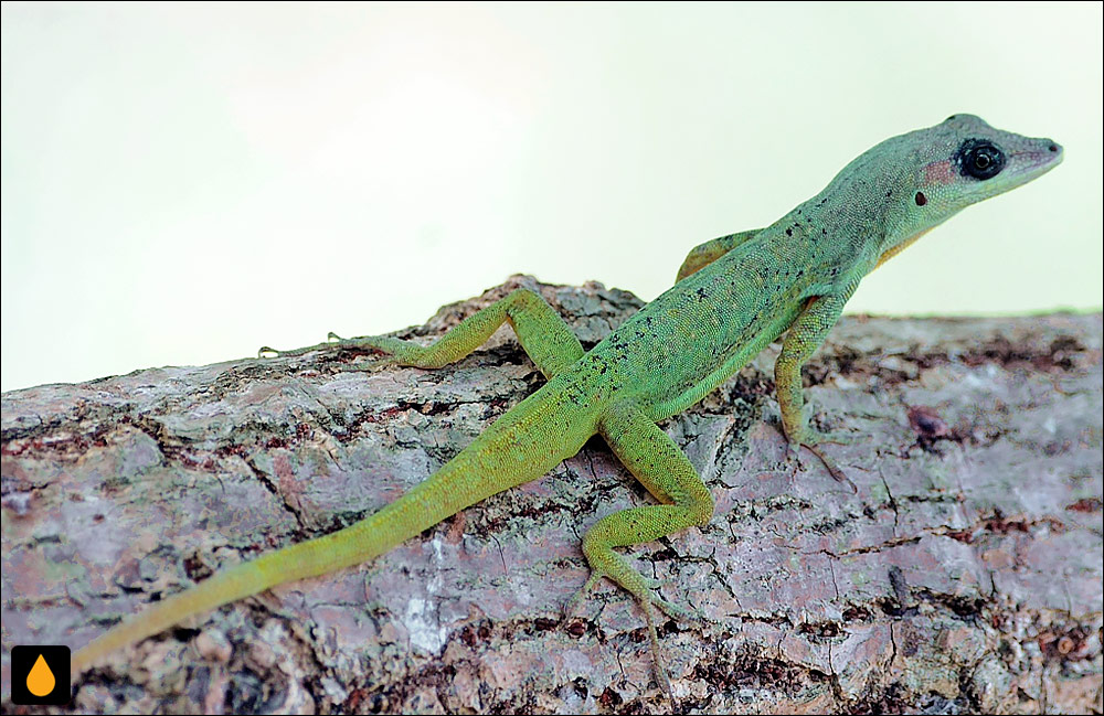 آنول باربادوس