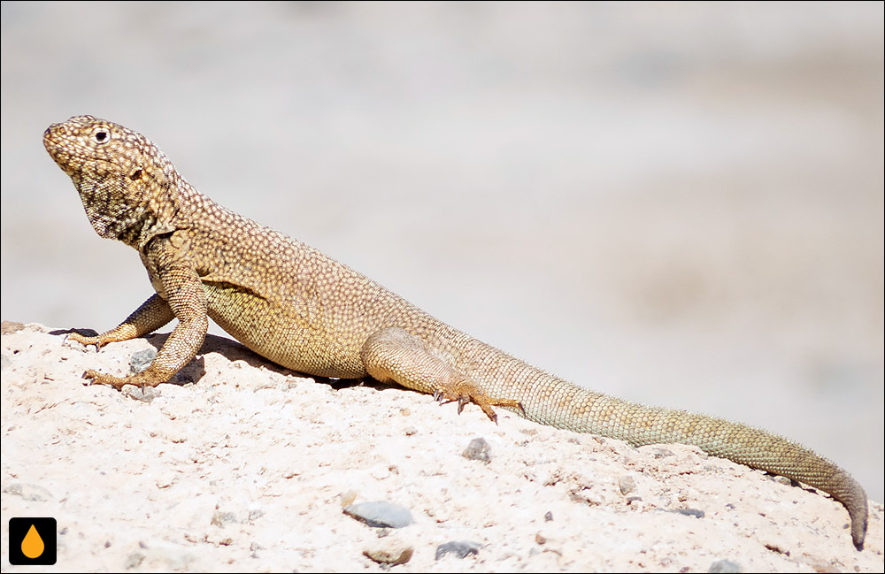 Microlophus theresioides