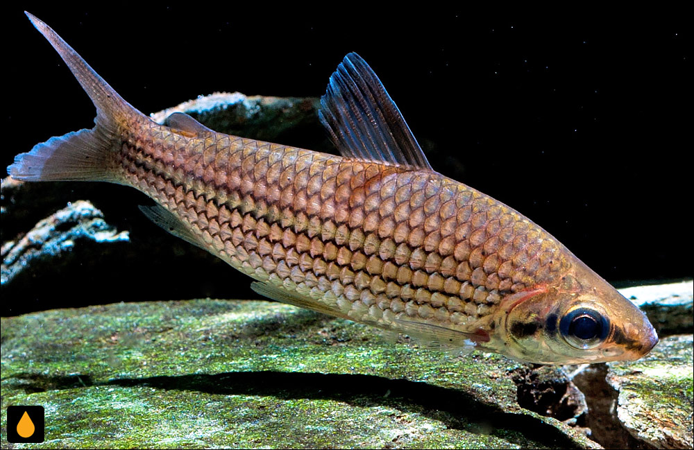 Cyphocharax multilineatus