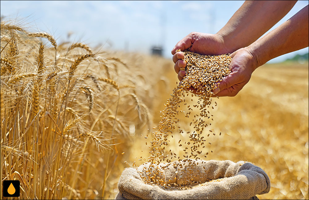 داستان کوتاه وعده‌ی سر خرمن دادن