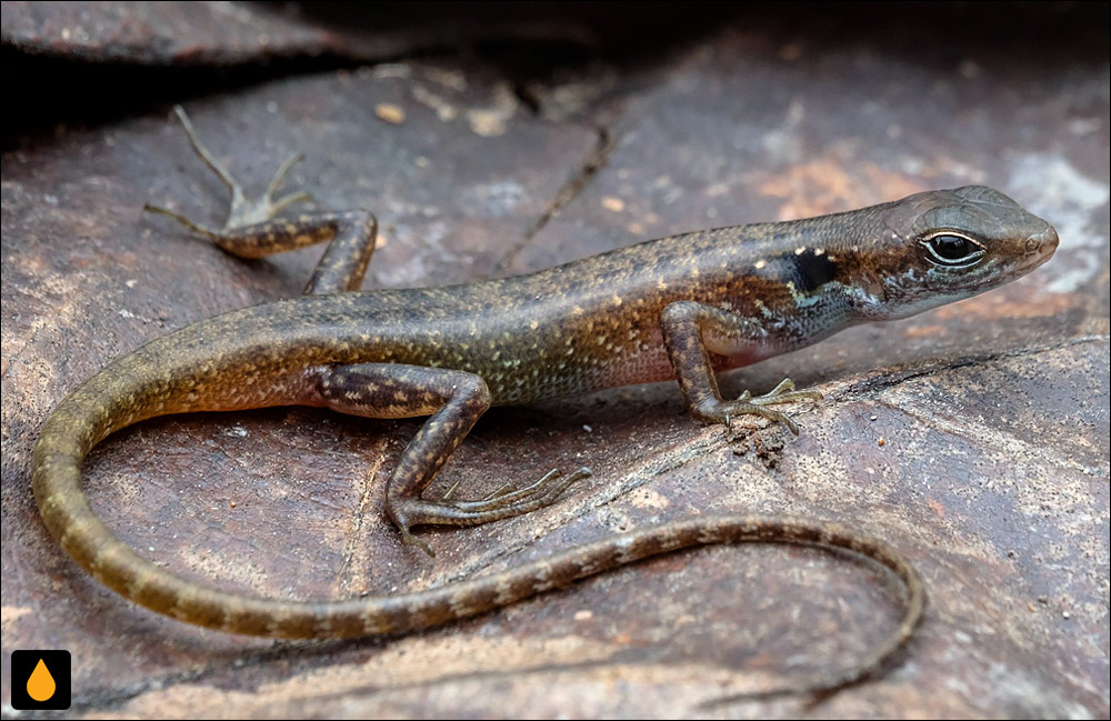 سقنقور باریک صباح