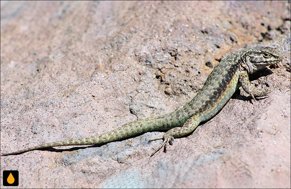 ایگوآنای درختی ویاریکا