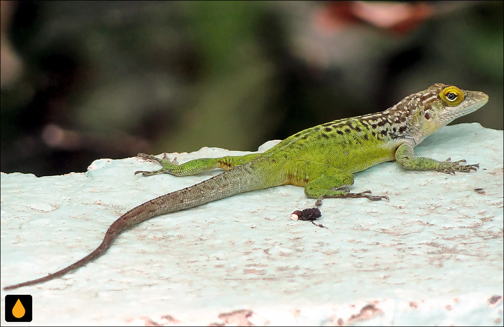 آنول درختی بنک باربودا