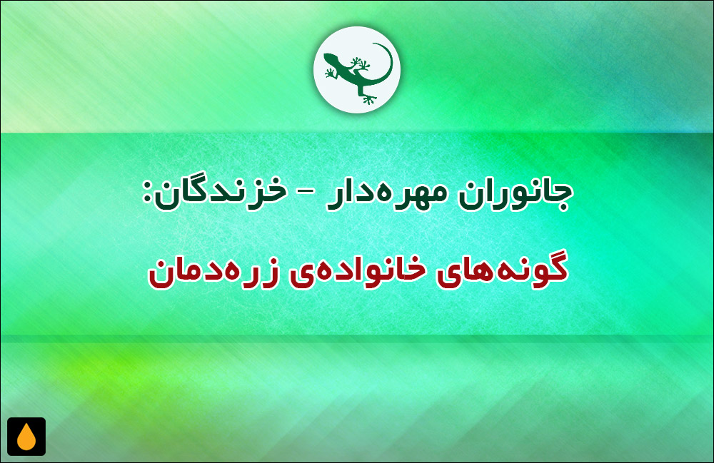 جانوران مهره‌دار - خزندگان: گونه‌های خانواده‌ی زره‌دمان