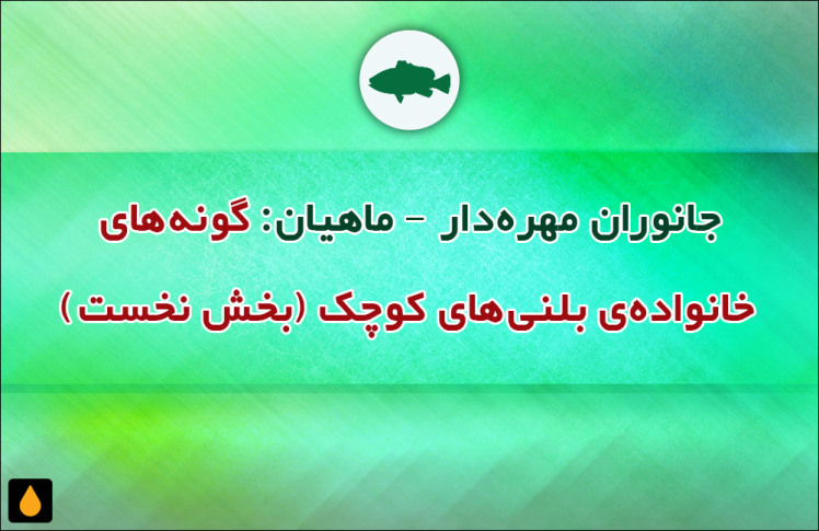 جانوران مهره‌دار - ماهیان: گونه‌های خانواده‌ی بلنی‌های کوچک (بخش نخست)